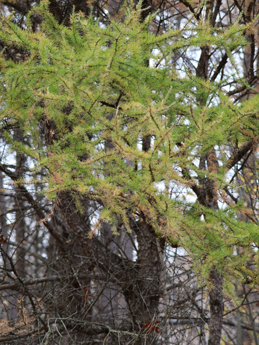 Larix laricina observed 2026-10-27