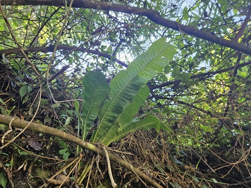 Microsorum observed 2026-10-28