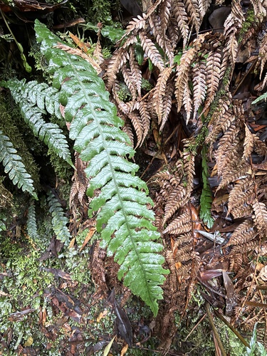 Blechnum observed 2026-10-28