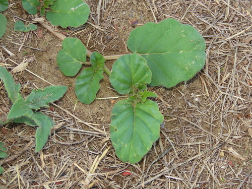 Boerhavia diffusa observed 2026-10-26