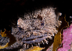 Batrachomoeus dubius