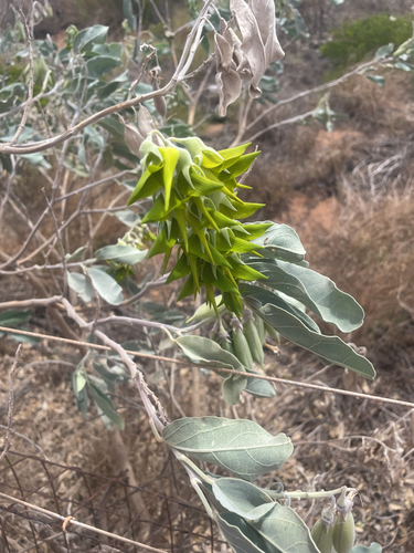 Crotalaria observed 2026-10-28
