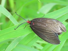 Histia flabellicornis