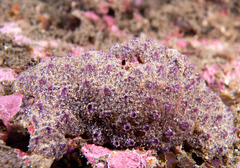 Polyclinidae