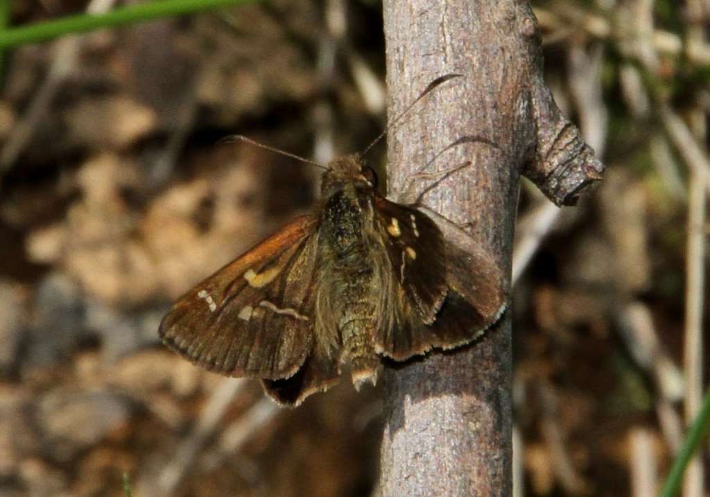 southern grass-skipper