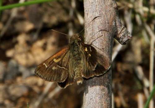 southern grass-skipper