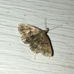 Phalaenostola larentioides