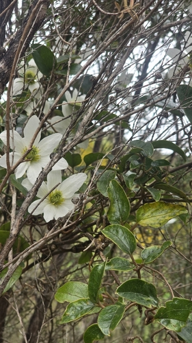 Clematis paniculata observed 2026-10-26
