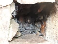 Nyctinomops laticaudatus