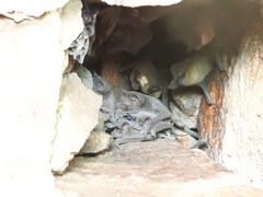 Nyctinomops laticaudatus