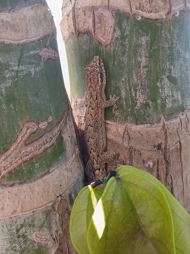 Lepidodactylus lugubris observed 2026-10-28