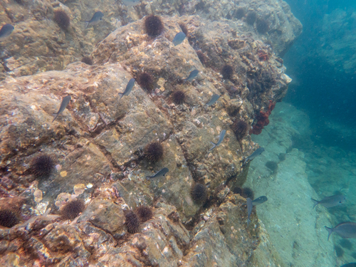 Scorpis observed 2026-10-25