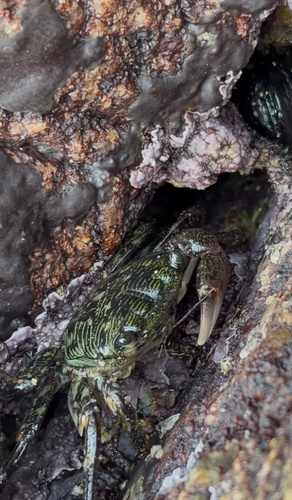 Pachygrapsus observed 2026-10-27