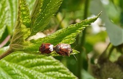 Cosmopepla intergressa