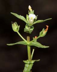 Gratiola pedunculata