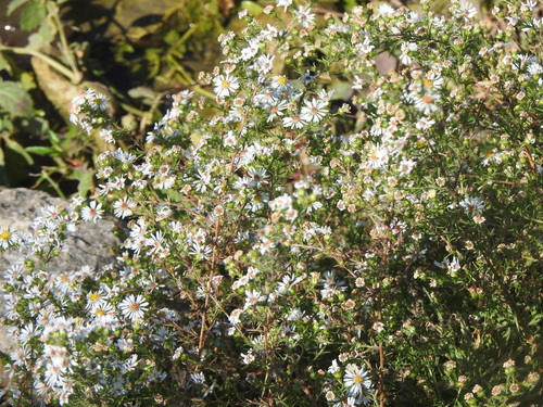 Symphyotrichum pilosum, 2026-10-27