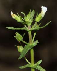 Gratiola pedunculata