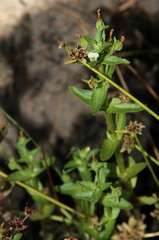 Gratiola pedunculata