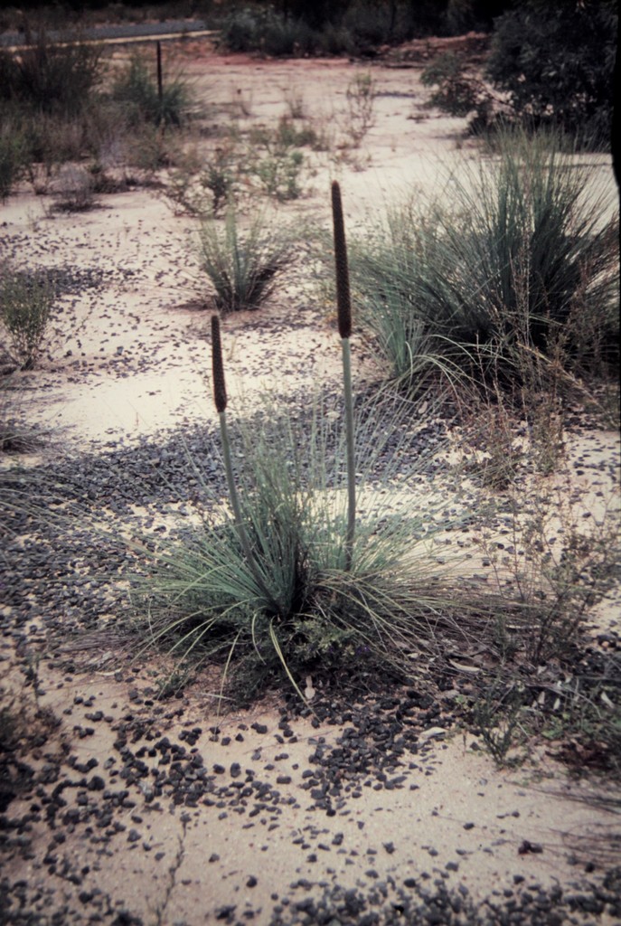 Xanthorrhoea acaulis