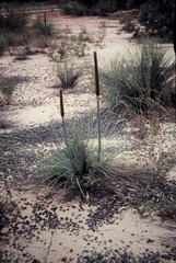 Xanthorrhoea acaulis