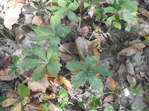 Cissus observed 2026-10-27