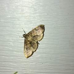 Psara obscuralis