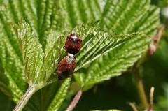 Cosmopepla intergressa