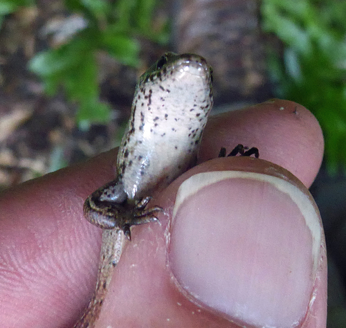 Oligosoma zelandicum