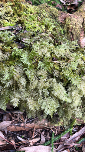 Homaliodendron flabellatum observed 2026-09-14