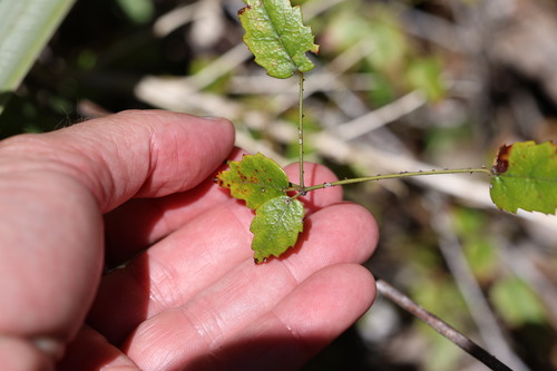 Rubus schmidelioides observed 2026-10-25