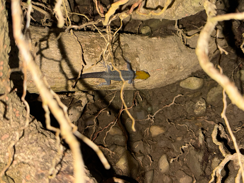 Gymnodactylus, 2026-10-27