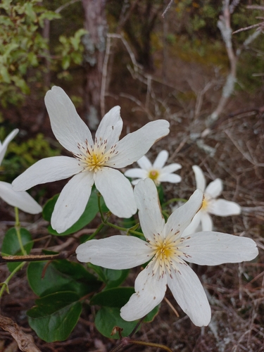 Clematis paniculata observed 2026-10-28
