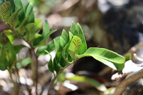 Asplenium obtusatum observed 2026-10-25