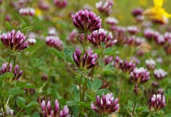 Trifolium wormskioldii