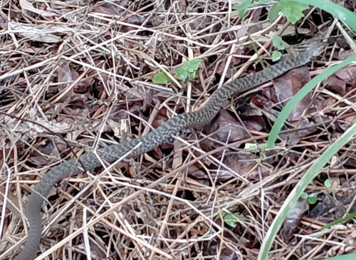 Tropidonophis observed 2026-10-28