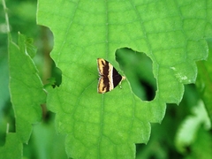 Choreutis basalis