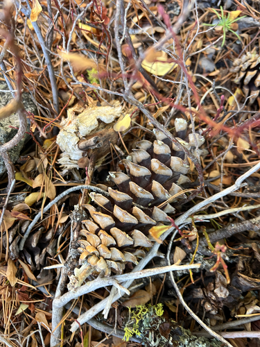 Pinus monticola observed 2026-10-26