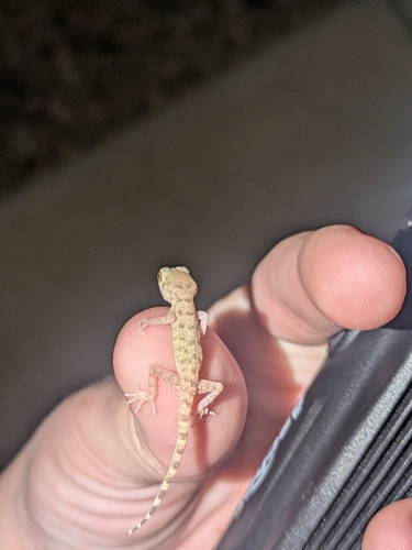 Cyrtodactylus observed 2026-10-27