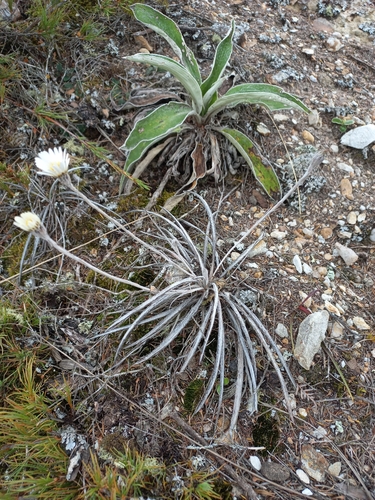 Celmisia gracilenta observed 2026-10-28
