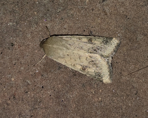 Helicoverpa zea observed 2026-10-27