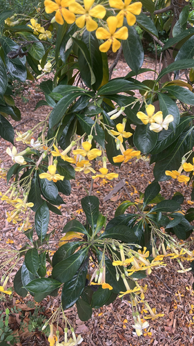 Hymenosporum flavum observed 2026-10-28