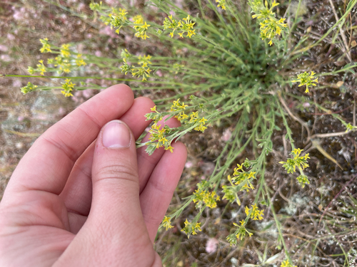 Pimelea observed 2026-10-28