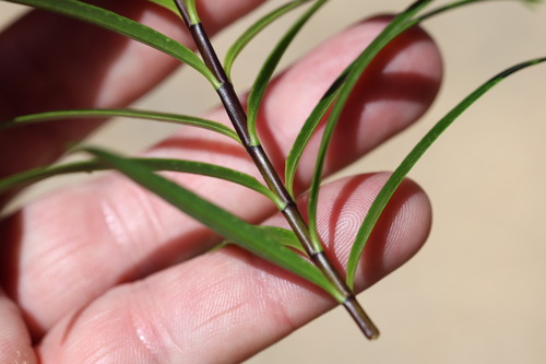 Veronica macrocarpa observed 2026-10-25