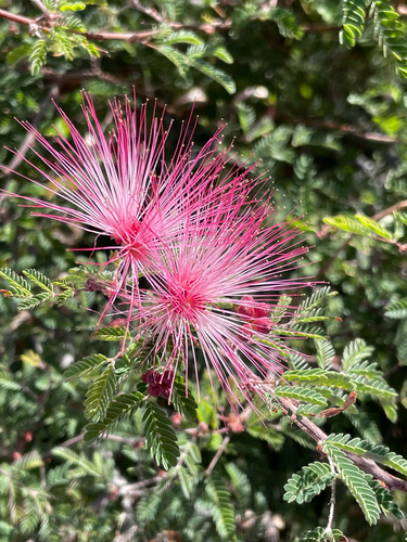 Calliandra observed 2026-10-26