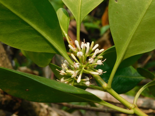 Scyphiphora hydrophylacea observed 2026-10-24