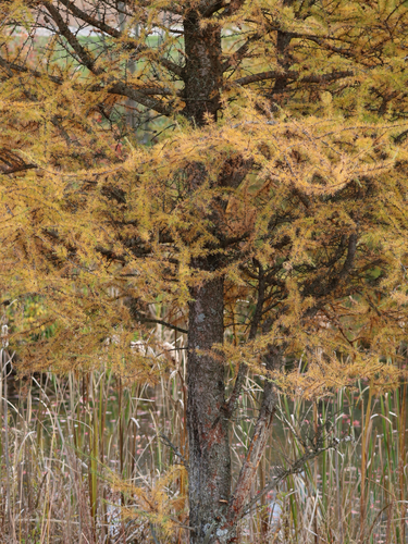 Larix laricina observed 2026-10-27