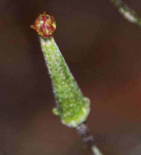 Image of Arrhenechthites Mixtus (Arrhenechthites mixtus) by (c) Russell Best, some rights reserved (CC BY)
