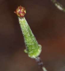 Arrhenechthites mixtus