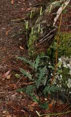 Arrhenechthites mixtus