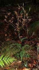 Arrhenechthites mixtus